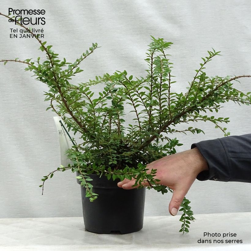 Lonicera nitida Maigrün Vaso da 1L/1,5L esemplare consegnato in inverno