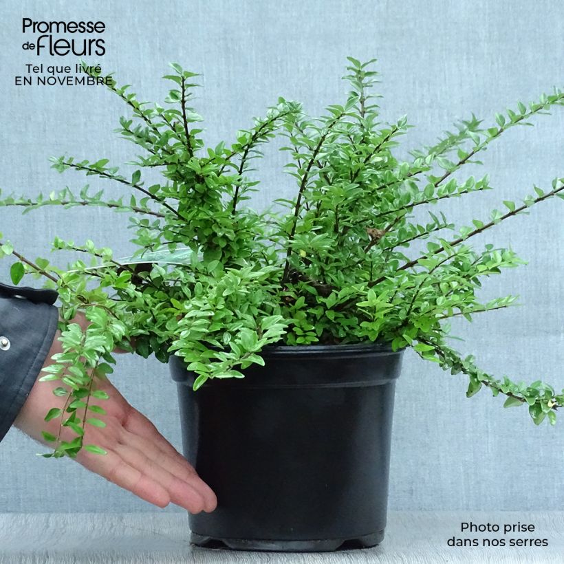 Esemplare di Lonicera nitida Maigrün Vaso da 1L/1,5L come consegnato in autunno