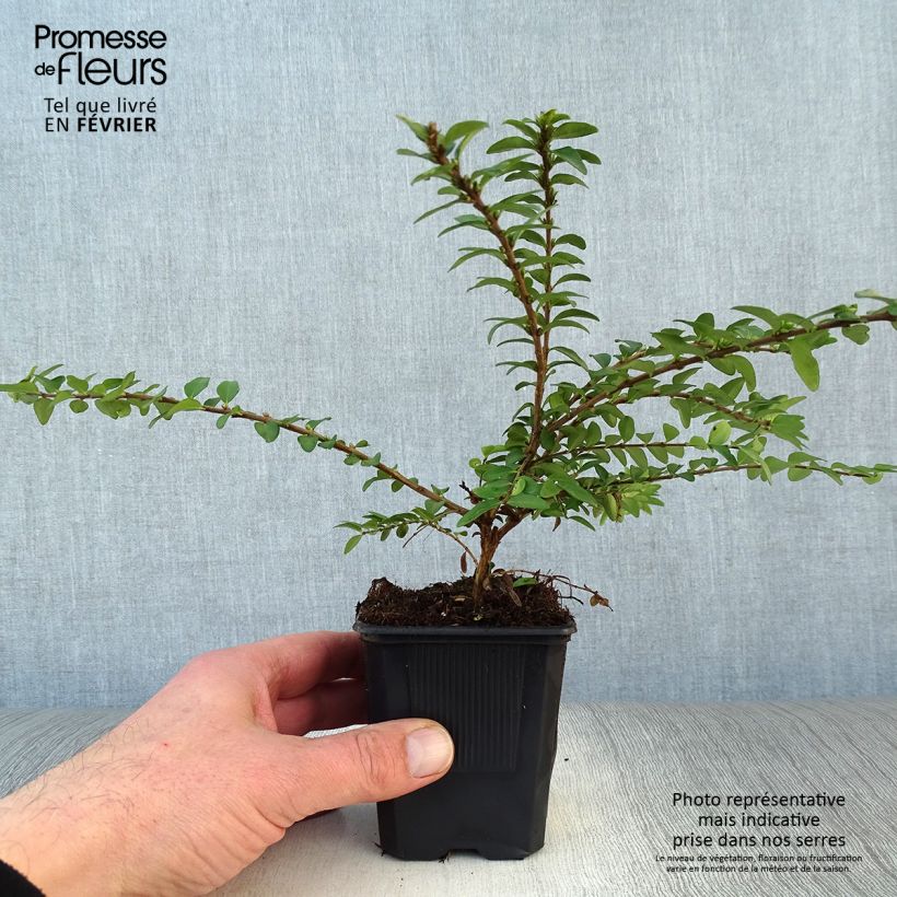 Lonicera nitida Maigrün Vasetto da 8/9 cm esemplare consegnato in inverno