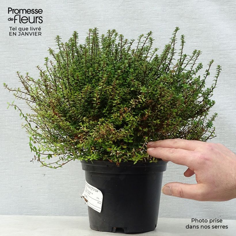 Lonicera nitida Red Tips Vaso da 2L/3L esemplare consegnato in inverno