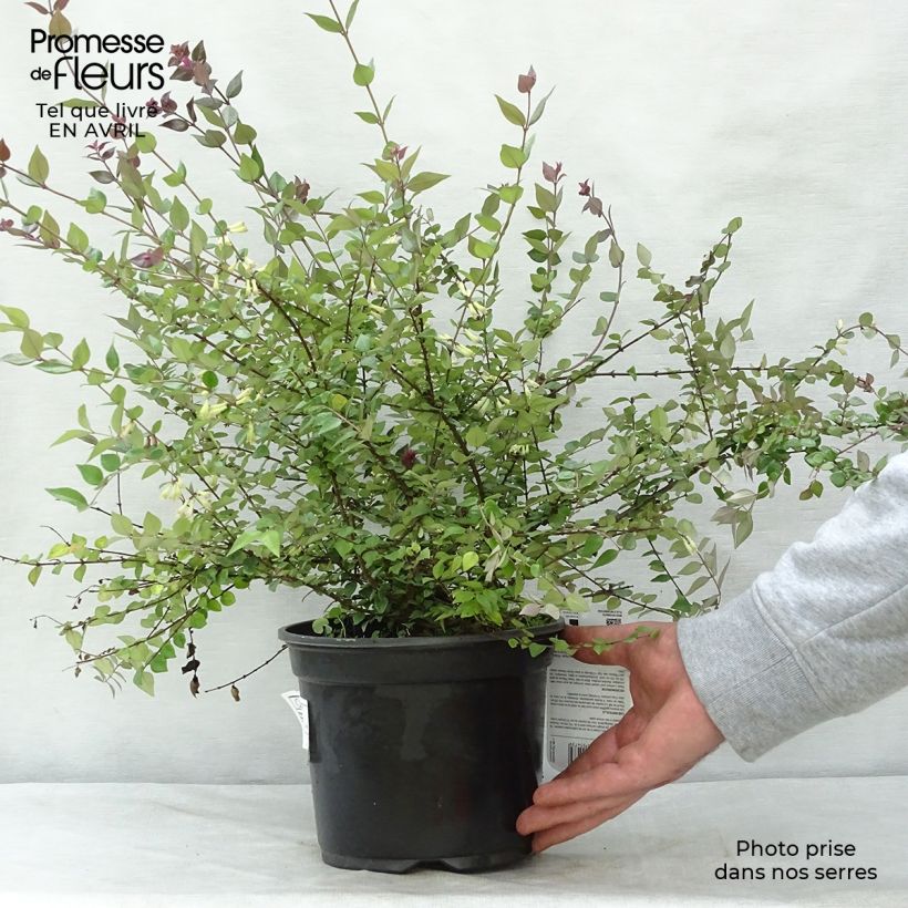 Lonicera nitida Red Tips Vaso da 2L/3L esemplare consegnato in primavera