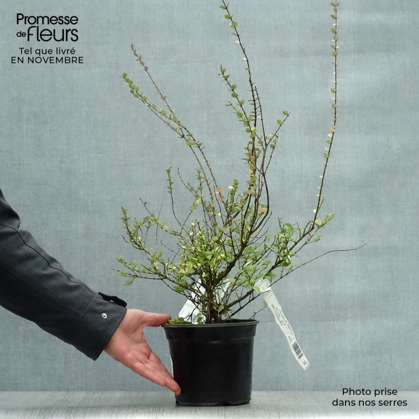 Esemplare di Lonicera nitida Red Tips Vaso da 2L/3L come consegnato in autunno