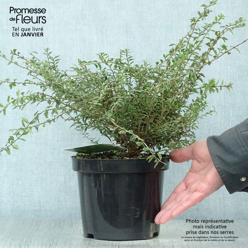 Lonicera nitida Silver Beauty Vaso da 2L/3L esemplare consegnato in inverno