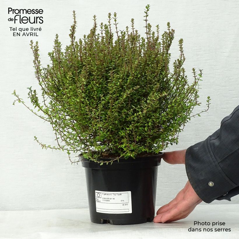 Lonicera nitida Tidy Tips Vaso da 2L/3L esemplare consegnato in primavera