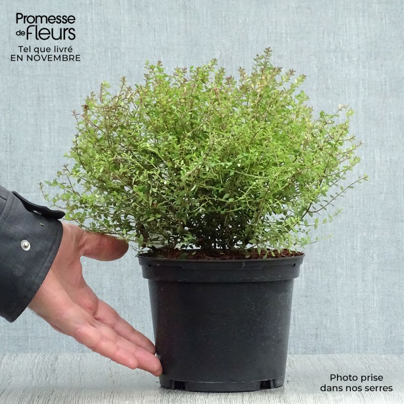 Esemplare di Lonicera nitida Tidy Tips Vaso da 2L/3L come consegnato in autunno