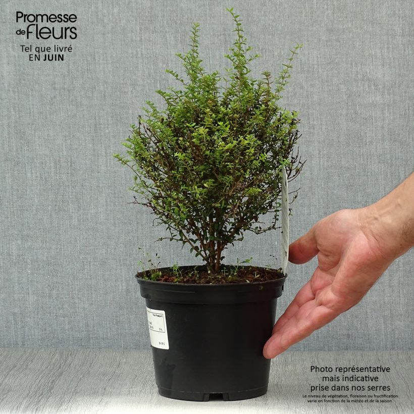 Esemplare di Lonicera nitida Tidy Tips Vaso da 2L/3L consegnato in estate