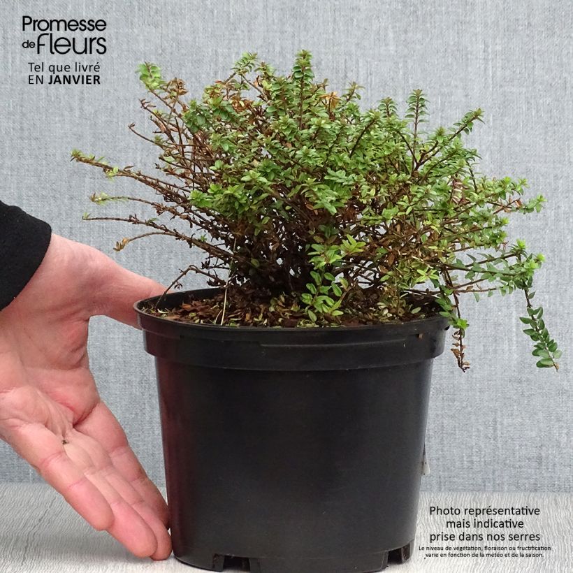 Lonicera nitida Tidy Tips Vaso da 2L/3L esemplare consegnato in inverno