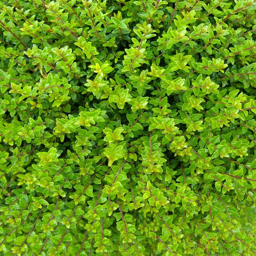 Lonicera nitida Tidy Tips (Fogliame)