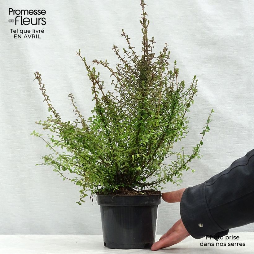 Lonicera nitida - Caprifoglio Vaso da 1L/1,5L esemplare consegnato in primavera