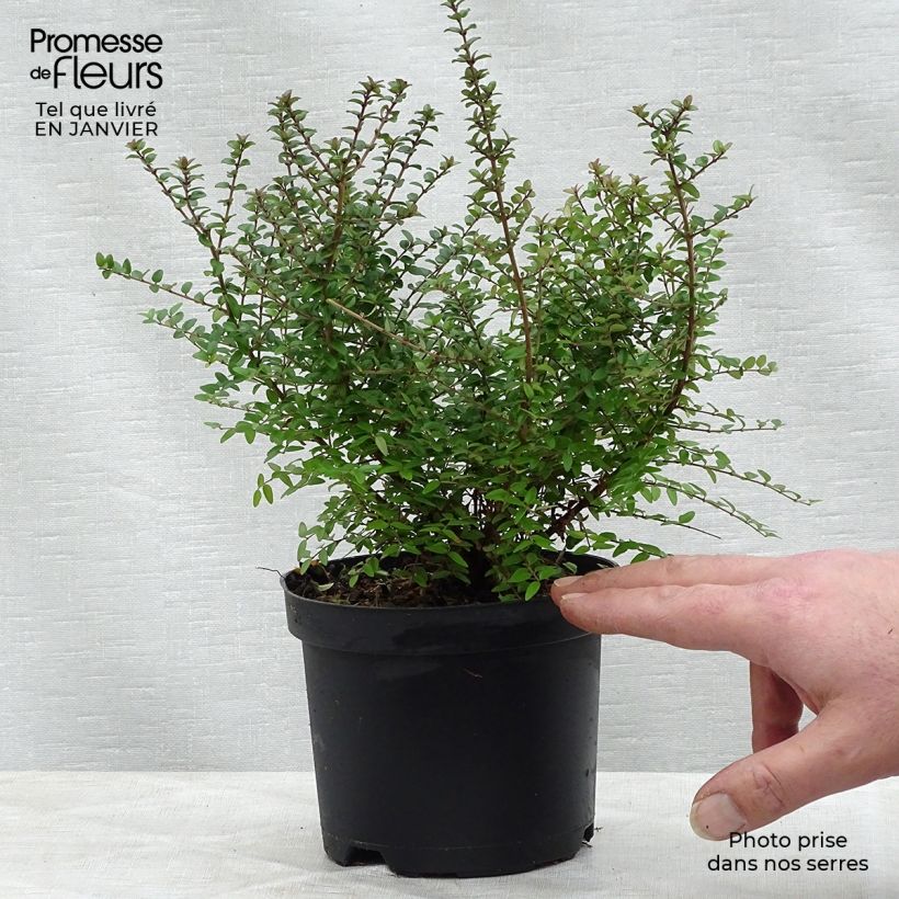 Lonicera nitida - Caprifoglio Vaso da 1L/1,5L esemplare consegnato in inverno