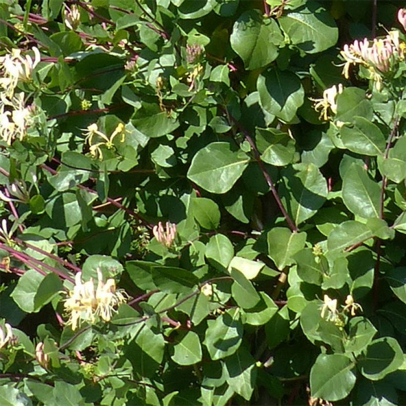 Lonicera periclymenum Graham thomas - Caprifoglio atlantico (Fogliame)