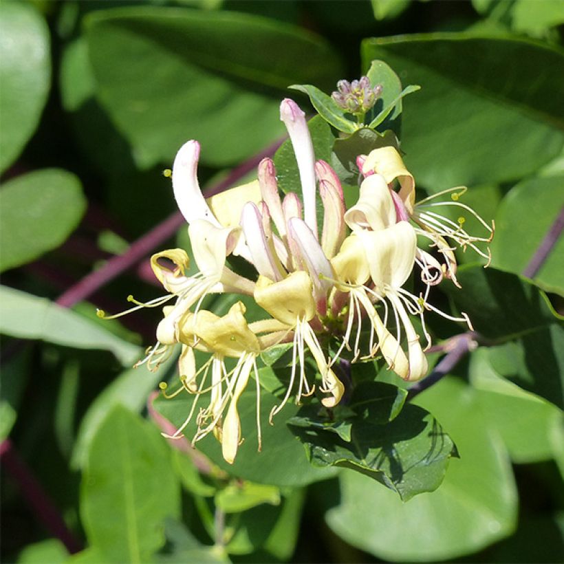 Lonicera periclymenum Graham thomas - Caprifoglio atlantico (Fioritura)