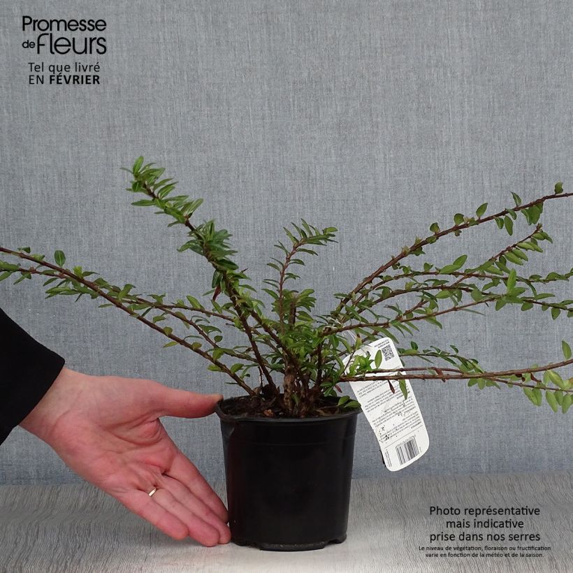 Lonicera pileata - Caprifoglio a cupola Vaso da 1L/1,5L esemplare consegnato in inverno