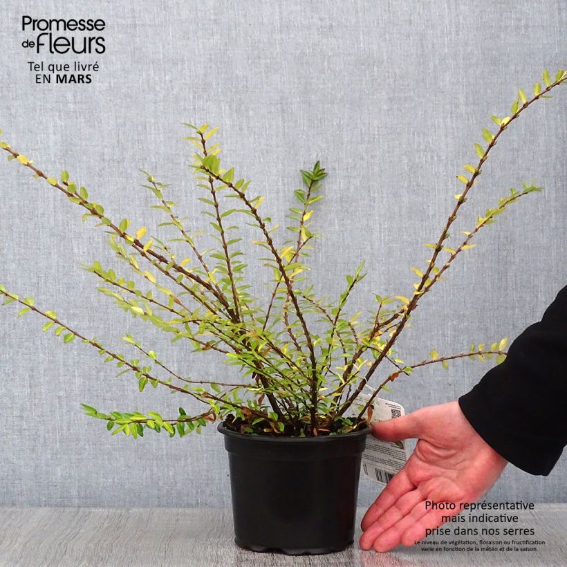 Lonicera pileata - Caprifoglio a cupola Vaso da 2L/3L esemplare consegnato in inverno