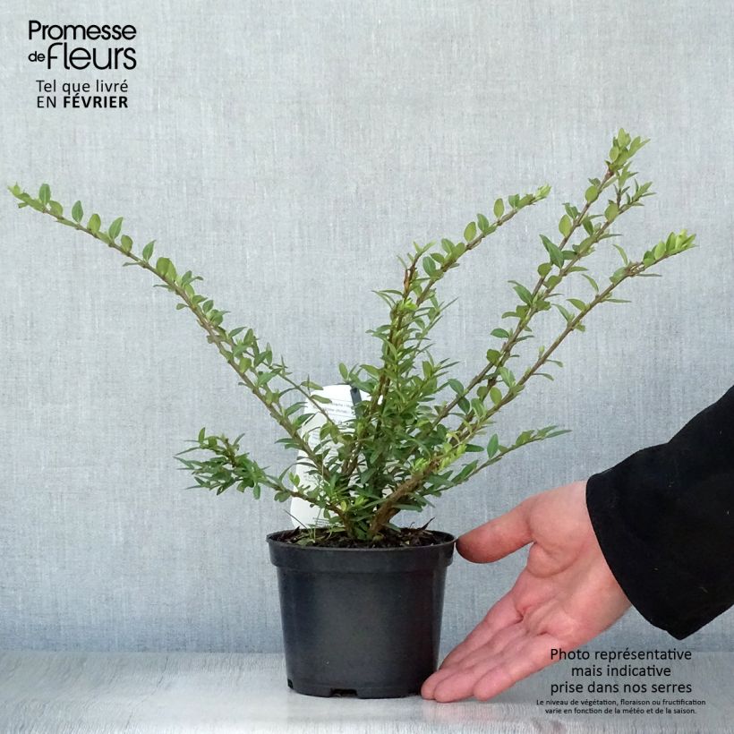 Lonicera pileata Mossgreen - Caprifoglio a cupola Vaso da 1L/1,5L esemplare consegnato in inverno