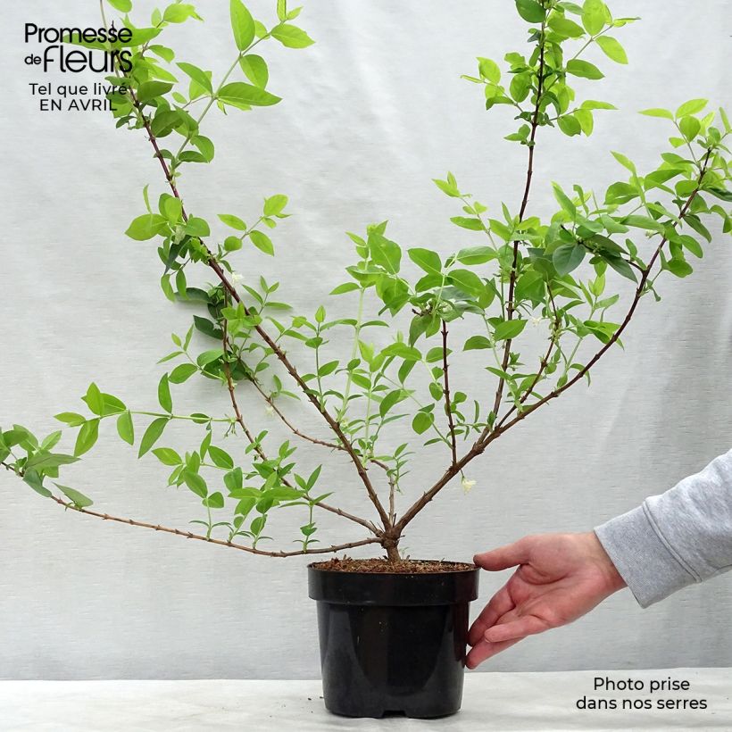 Lonicera purpusii Winter Beauty - Caprifoglio Vaso da 2L/3L esemplare consegnato in primavera
