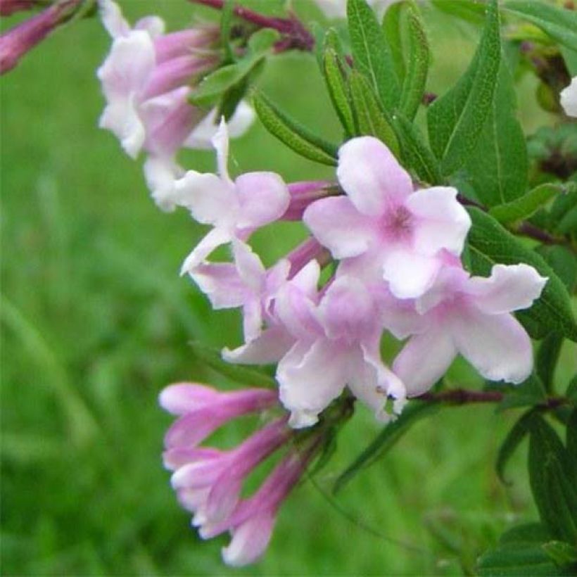 Lonicera syringantha - Caprifoglio (Fioritura)