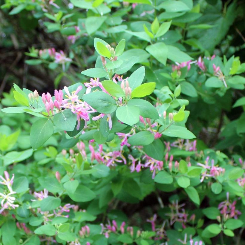 Lonicera tatarica - Caprifoglio dei Tatari (Fogliame)
