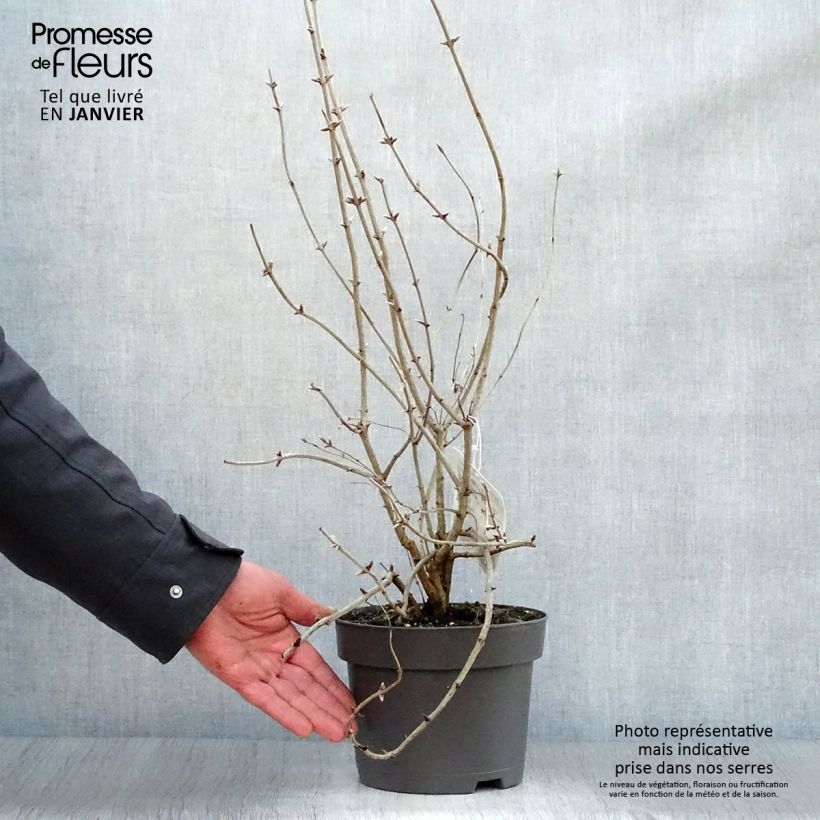 Lonicera tatarica - Caprifoglio dei Tatari Vaso da 2L/3L esemplare consegnato in inverno