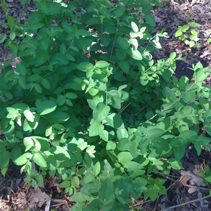 Lonicera tatarica Hack's Red - Caprifoglio dei Tatari (Fogliame)