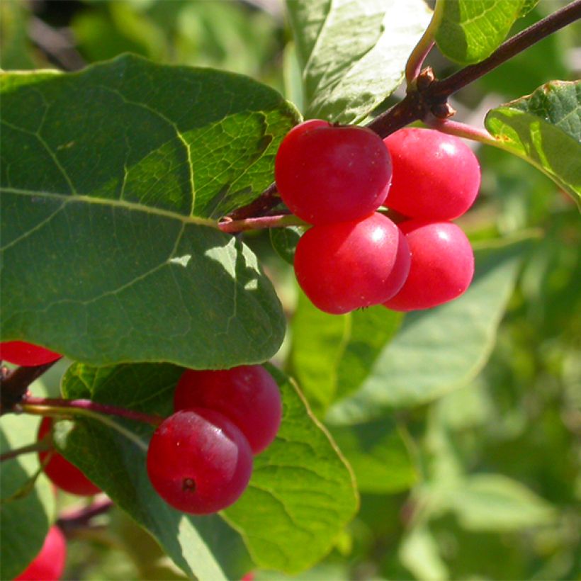 Lonicera tatarica Hack's Red - Caprifoglio dei Tatari (Raccolta)