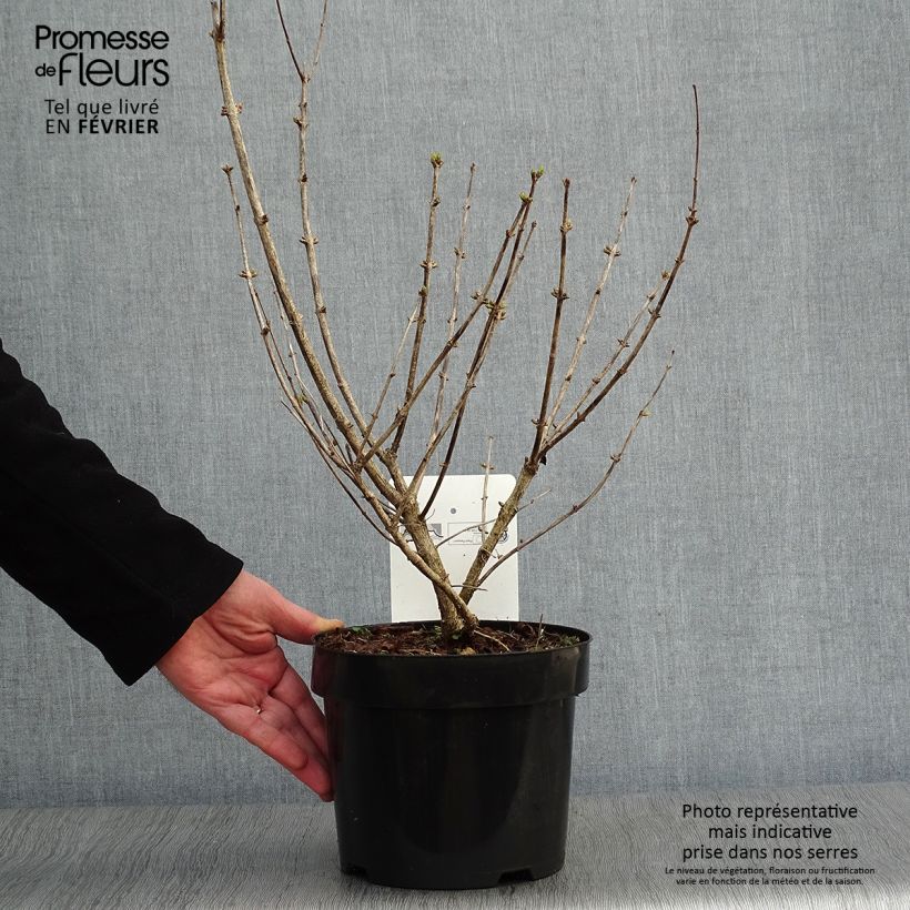 Lonicera tatarica Hack's Red - Caprifoglio dei Tatari Vaso da 3L/4L esemplare consegnato in inverno