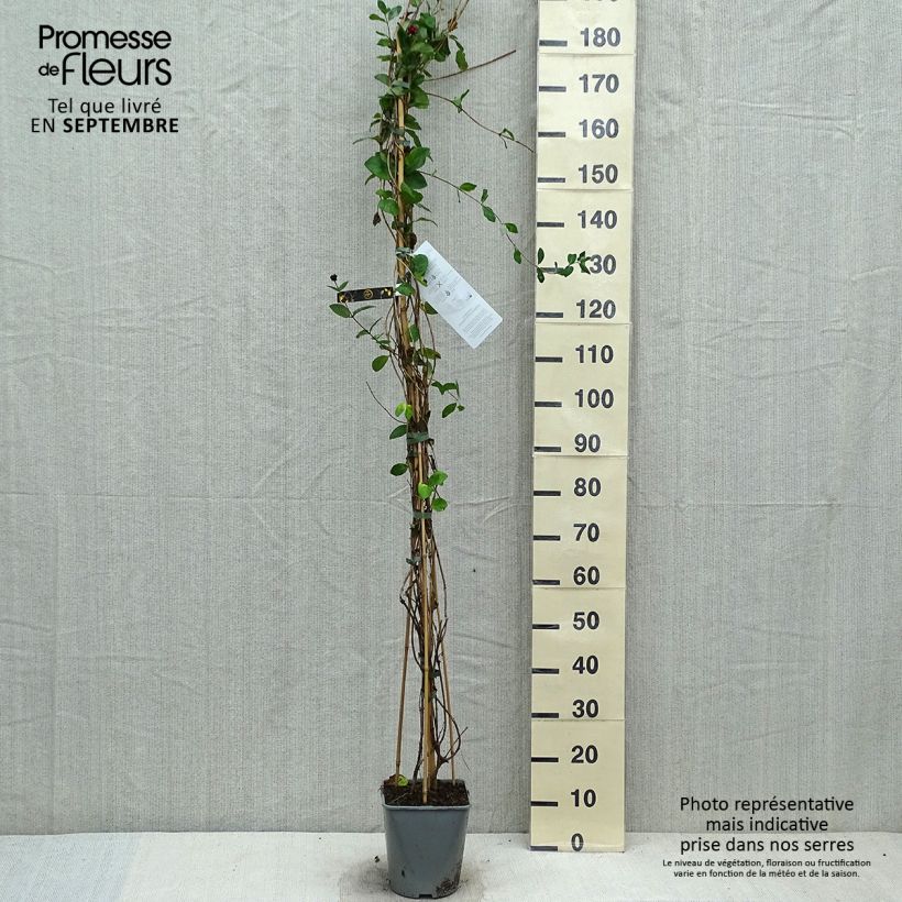 Esemplare di Lonicera heckrottii - Caprifoglio heckrottii Vaso da 3L/4L come consegnato in autunno