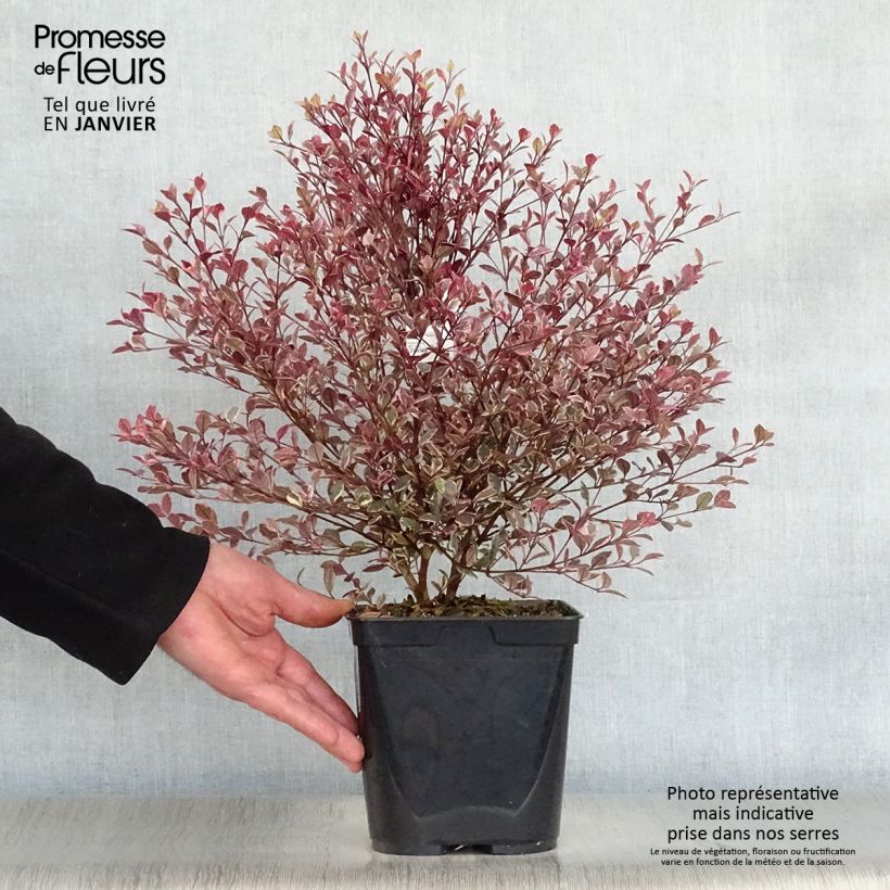 Lophomyrtus Magic dragon Vaso da 2L/3L esemplare consegnato in inverno