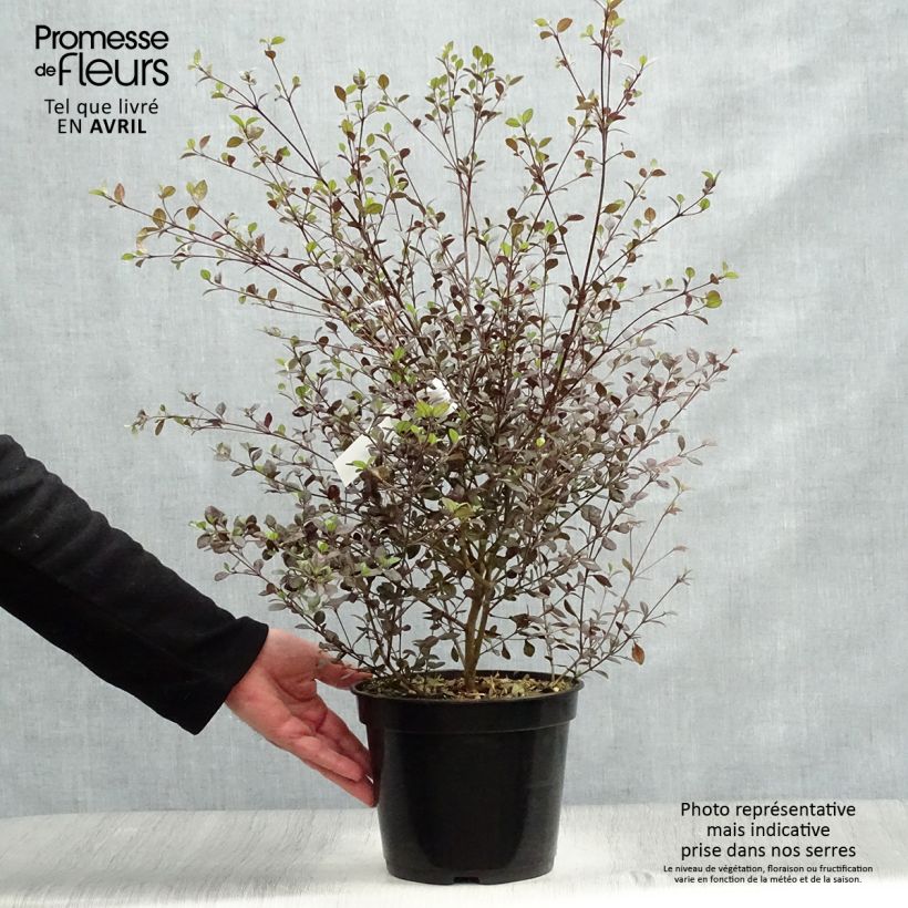 Lophomyrtus Red dragon Vaso da 4L/5L esemplare consegnato in primavera