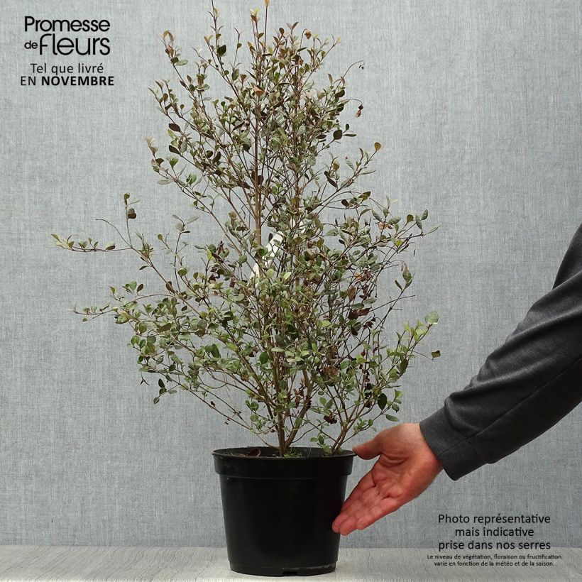 Esemplare di Lophomyrtus Red dragon Vaso da 4L/5L come consegnato in autunno