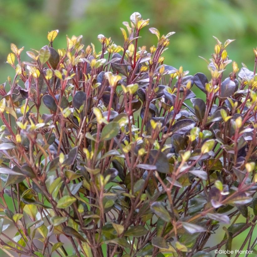 Lophomyrtus Black Stallion (Fogliame)