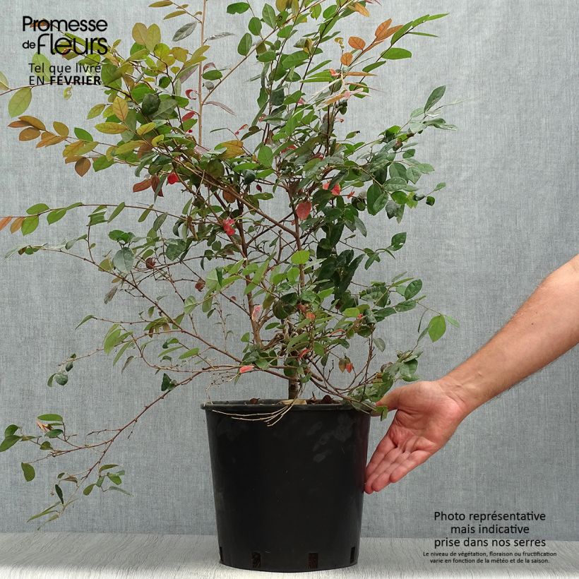 Esemplare di Loropetalum chinense Fire dance Vaso da 7,5L/10L come consegnato in autunno