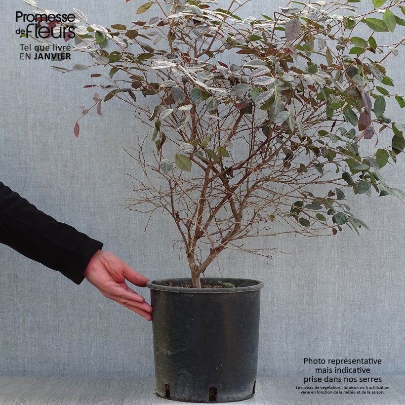 Loropetalum chinense Fire dance Vaso da 7,5L/10L esemplare consegnato in inverno