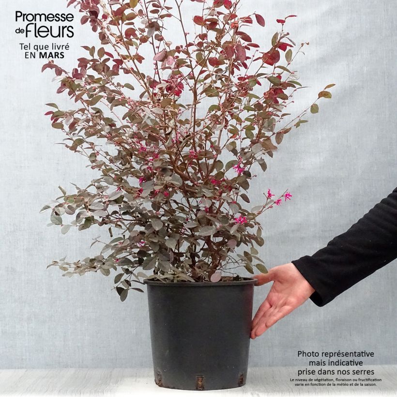 Loropetalum chinense Fire dance Vaso da 7,5L/10L esemplare consegnato in primavera
