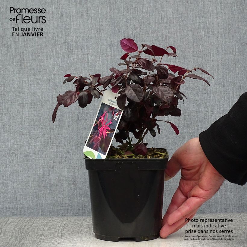 Loropetalum chinense Black Pearl Vaso da 1,5L/2L esemplare consegnato in inverno