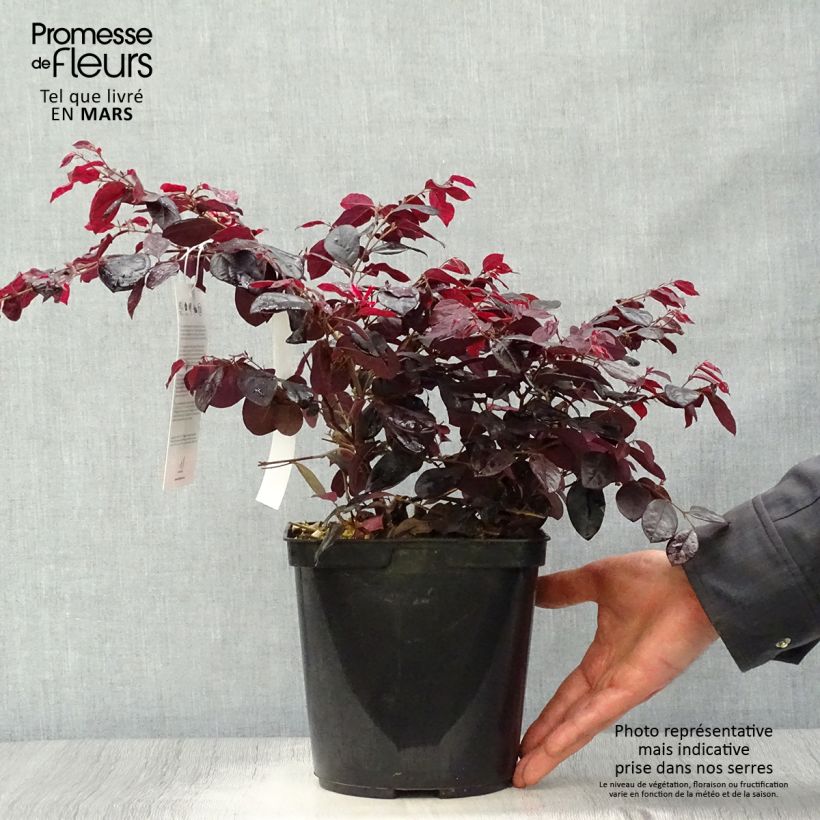 Loropetalum chinense Black Pearl Vaso da 1,5L/2L esemplare consegnato in primavera