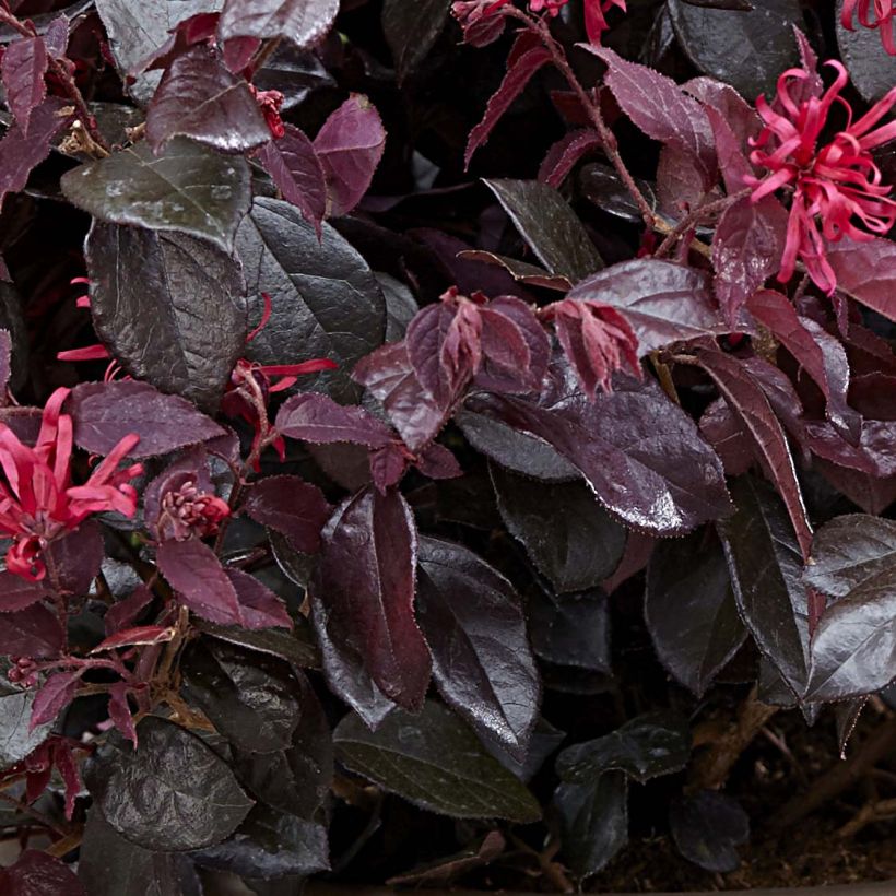 Loropetalum chinense var. rubrum Ever Red (Fogliame)