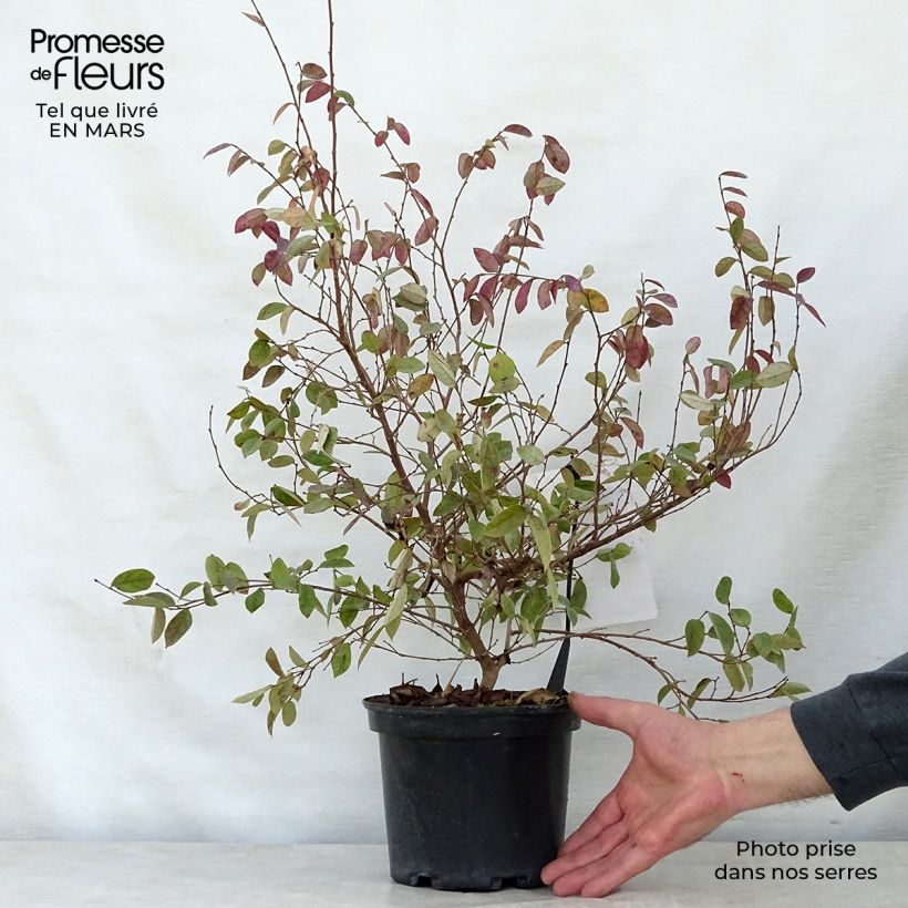 Loropetalum chinense Fire dance Vaso da 3L/4L esemplare consegnato in primavera