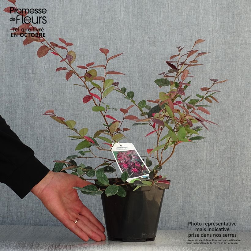 Esemplare di Loropetalum chinense Fire dance Vaso da 3L/4L come consegnato in autunno
