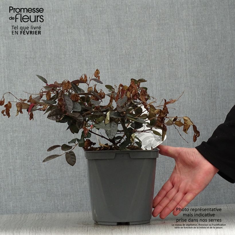 Loropetalum chinense Fire dance Vaso da 3L/4L esemplare consegnato in inverno