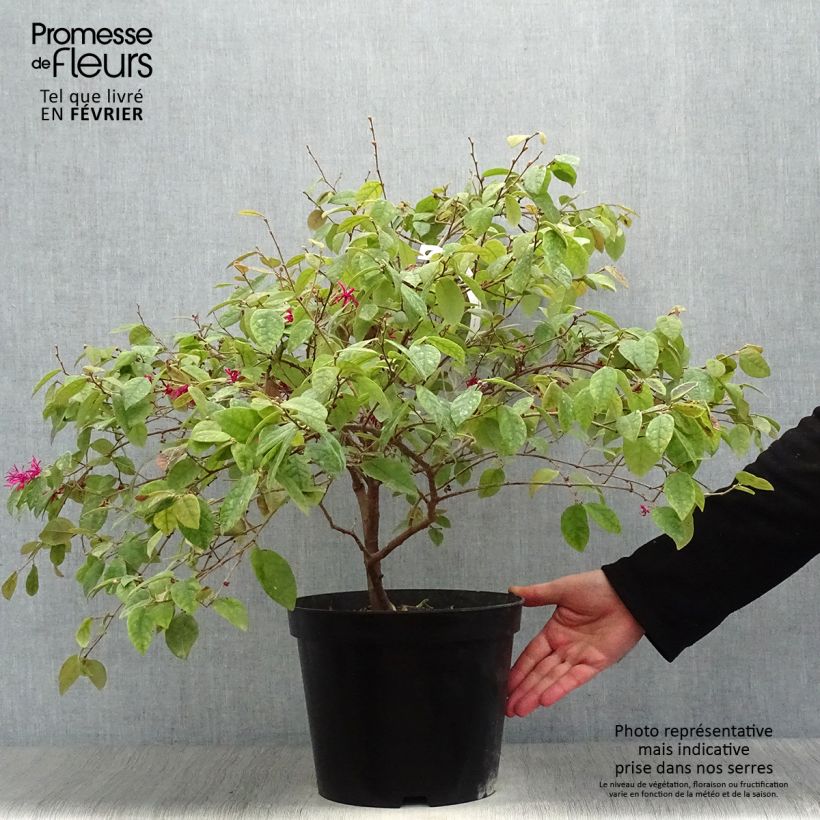 Loropetalum chinense Ming Dynasty Vaso da 6L/7L esemplare consegnato in inverno