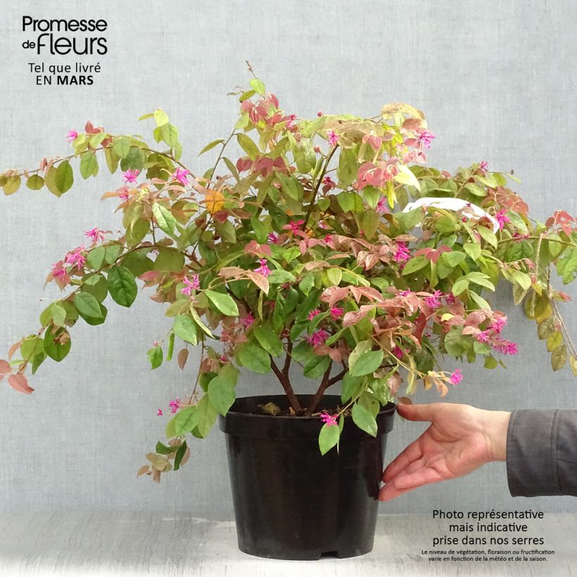 Loropetalum chinense Ming Dynasty Vaso da 6L/7L esemplare consegnato in primavera