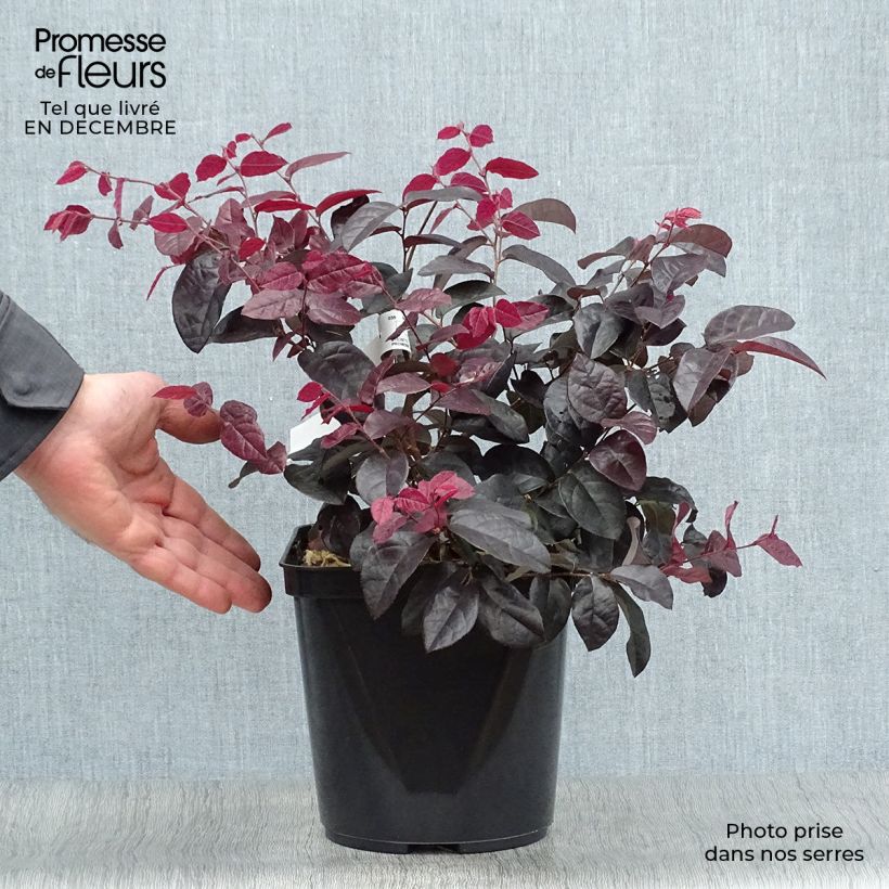 Loropetalum chinense var. rubrum Pipa's Red Vaso da 2L/3L esemplare consegnato in inverno