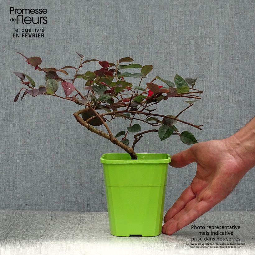 Esemplare di Loropetalum chinense var. rubrum Plum Gorgeous Vaso da 2L/3L come consegnato in autunno