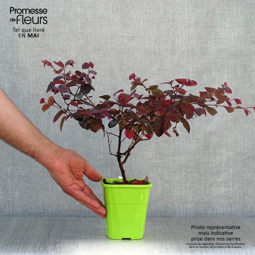 Loropetalum chinense var. rubrum Plum Gorgeous Vaso da 2L/3L esemplare consegnato in primavera
