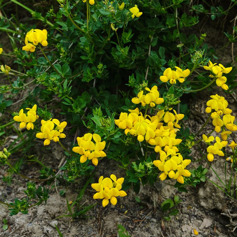 Lotus corniculatus - Ginestrino (Porto)