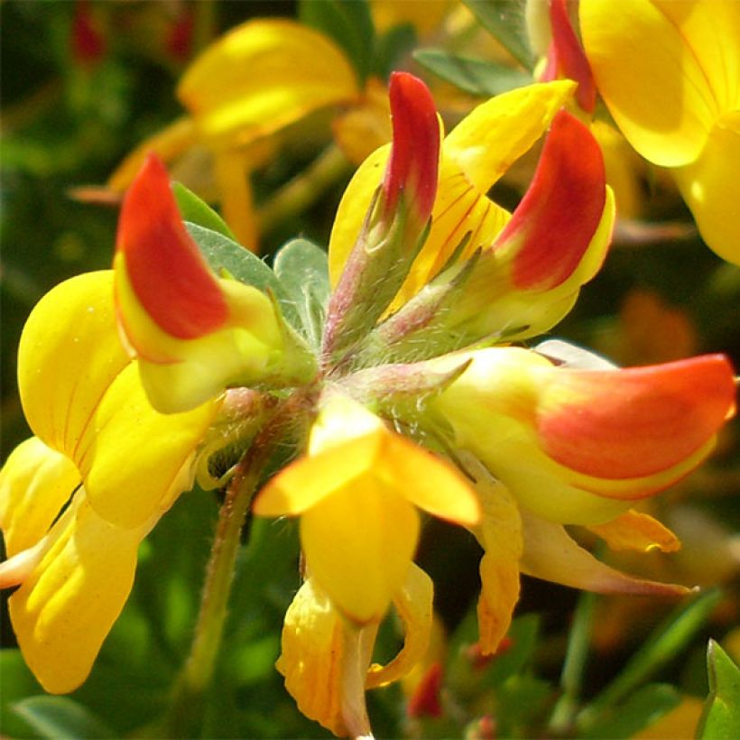Lotus corniculatus Plenus - Ginestrino comune (Fioritura)