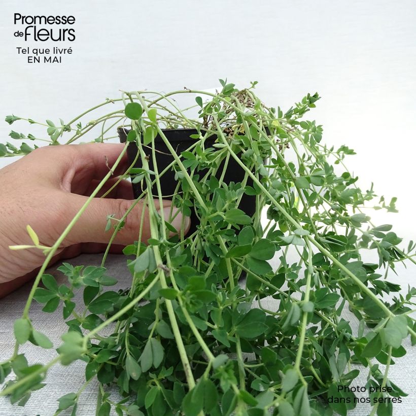 Lotus corniculatus Plenus - Ginestrino comune Vasetto da 8/9 cm esemplare consegnato in primavera