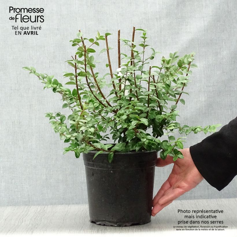 Luma chequen Vaso da 4L/5L esemplare consegnato in primavera