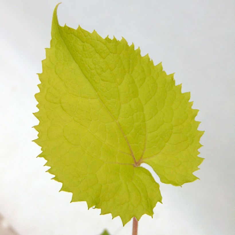 Lunaria rediviva - Lunaria comune (Fogliame)